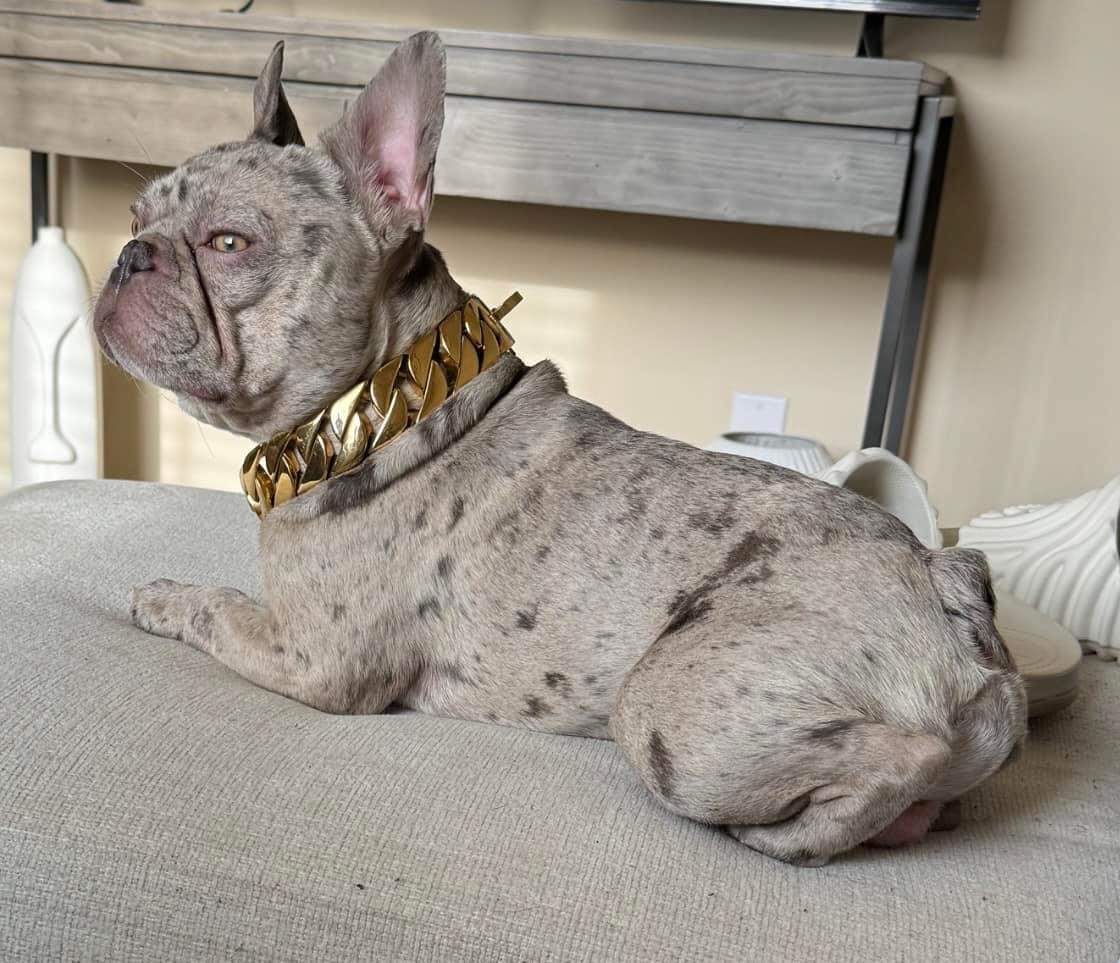 Jeezy French Bulldog